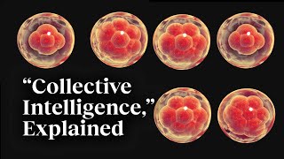 The beauty of collective intelligence explained by a developmental biologist  Michael Levin [upl. by Becky]