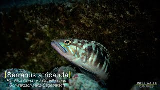 Blacktail Comber Serranus atricauda  Underwater Canaries [upl. by Oralie]