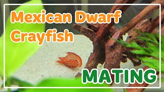 Mexican Dwarf Crayfish Mating Behaviour [upl. by Nas]