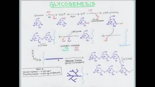 Glycogen Metabolism and Storage Diseases  CRASH Medical Review Series [upl. by Nivel676]