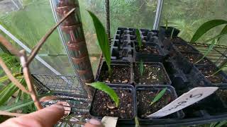 Palm seedling Update Livistona chinensis Sabal etonia amp Sabal palmetto [upl. by Kayley]