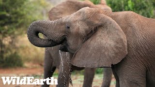 SafariLIVE Sunrise Safari  08 April 2024 [upl. by Fasano939]