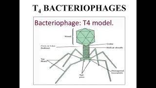 Introduction to T4 Bacteriophage I Morphology of bacteriophage T4 I [upl. by Janek885]