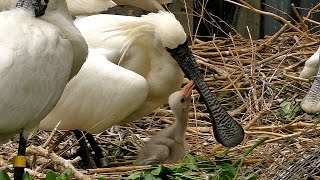 雛に餌を与えるクロツラヘラサギBlackfaced spoonbill to feed the chicks [upl. by Mahoney]