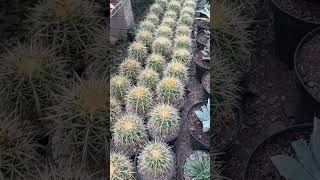 EChinocactus grusonii listos para cambio de maceta new viral viralshort video nature [upl. by Leiruh]