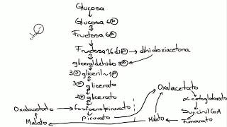 Gluconeogénesis Bioquímica [upl. by Krenn]