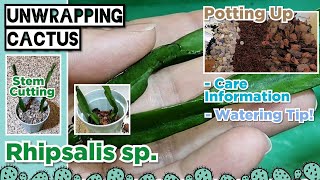 UNBOXING Rhipsalis paradoxa  Potting Up Unrooted Cuttings  Epiphytic Cactus Care  Watering Tips [upl. by Waters24]