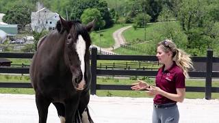 Horseplay Prevention Training [upl. by Enomsed]