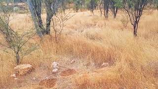 exploring OBriens Creek Queensland [upl. by Sneve]