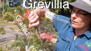 Grafted Grevillea Tree Robyn Gordon  Australian Native Flowering Plants [upl. by Anibur]