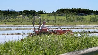 Integrated Duck Rice Farming  Part One [upl. by Ocirederf]