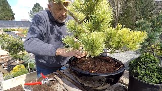 Planting Conifers in Pots  Dwarf Conifer Container Gardening [upl. by Kuehnel]