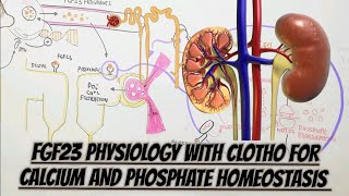 FGF23CLOTHO For CalciumPhosphate Homeostasis Physiology [upl. by Lorenza]