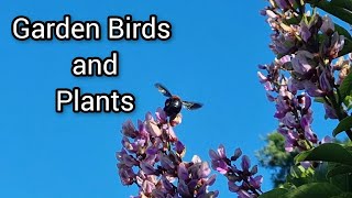 Medley of plants birds and bees 😊 and pets 🥰 [upl. by Utica]