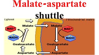 Malate aspertate shuttle [upl. by Auqinom]