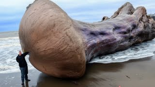 17 Strangest Things Washed Up on Beaches [upl. by Bonnell]