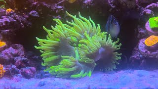 Chernobyl Catalaphyllia  Flower Coral [upl. by Ymmac793]