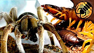 FEEDING TIME Funnelweb spiders centipedes and more [upl. by Arikehs998]