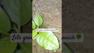 How To Grow Malabar Spinach🍀  Poi Saag  पालक की बेल को कैसे लगाएं Spinachshortsviralvideo [upl. by Krucik855]