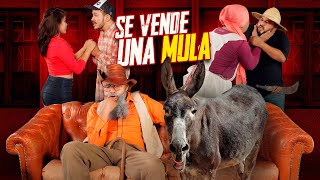 Se vende una mula  Agapito Díaz  cortometraje  JR [upl. by Tamara]