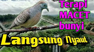 🔴Terapi perkutut macet bunyi langsung ampuh bunyi [upl. by Leilani]