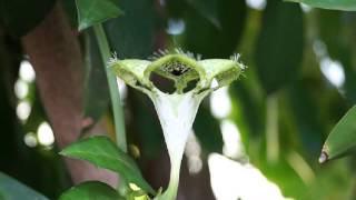 Ceropegia sandersonii Parachute Plant [upl. by Fitton]