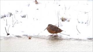 American Woodcock shows off dance moves [upl. by Aneekas]