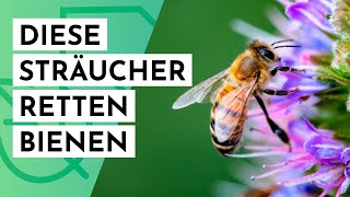 20 Bienenfreundliche Sträucher für den Garten [upl. by Zetnauq]