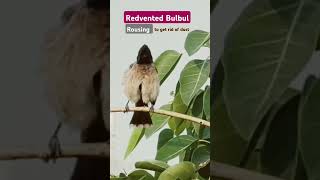 Redvented Bulbul Rousing redventedbulbul rousingbulbulrousingbirds shorts [upl. by Ahsratal]