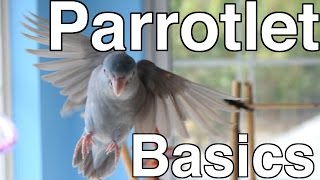 Parrotlet Care For Beginners  Topics [upl. by Eugenle]