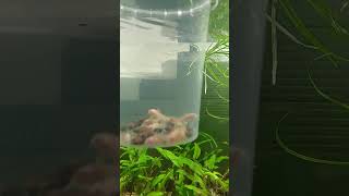 Corydoras paleatus albino ready to go [upl. by Vin]