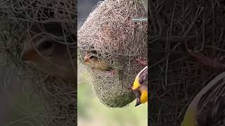 Revolving Nest of Baya Weaver [upl. by Trudi]