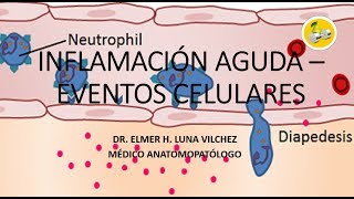 INFLAMACIÓN AGUDA – EVENTOS CELULARES  Dr Elmer Luna Vilchez [upl. by Adrahs]