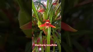 dicas Maxillaria tenuifolia [upl. by Francisca]