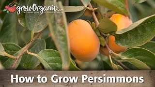 How To Grow Organic Persimmons [upl. by Demakis]