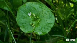 What Is Miners Lettuce  CHOW Tip [upl. by Ahsener129]