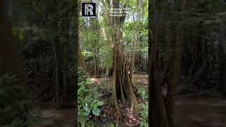 Pterocarpus Forestforyou puertorico travel viralvideo turismo forest nature boricua fauna [upl. by Marsden]