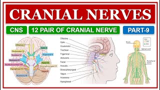 CRANIAL NERVES  CNS  12 PAIR OF CRANIAL NERVES  LOCATIONS amp FUNCTION  HUMAN ANATOMY amp PHYSIOLOGY [upl. by Godard]