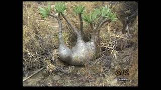 Pachypodium rosulatum v gracilius Vidéo 100  2001 Y [upl. by Nwahsor63]