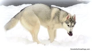 Husky Puppy eats Frozen Apples HEY APPLE Funny [upl. by Derdlim557]