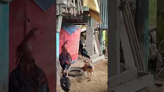 Kan breeder tla hi rak lang ve seh Rihlian Rooster Farm [upl. by Atteyram]