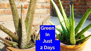 Easy Way to Brown Dry Aloe Vera Will Be Green In Just 2 DaysAloe Vera Plant Care And Fertilizer [upl. by Bohannon]