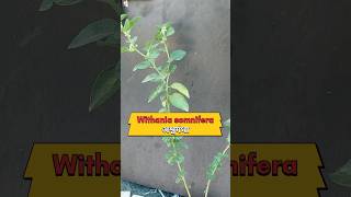 असली अश्वगंधा के पौधे की पहचान। Withania somnifera Ashwagandha plant [upl. by Cheston]