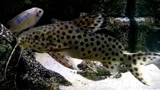 Synodontis petricola ficha completa manejo e reprodução [upl. by Previdi361]