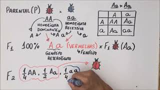 1ª Lei de Mendel  Genética  Resumo Professor Gustavo [upl. by Concha365]