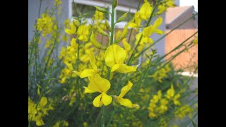 introducing Spanish Broom AKA Spartium Junecum [upl. by Shir]