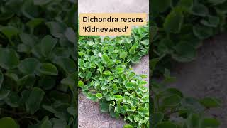 Dichondra repens ‘Kidneyweed’ Australian Native Groundcover Plant [upl. by Atteoj47]