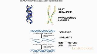 DENATURATION OF DNA [upl. by Searby125]