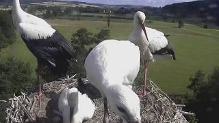 Storchennest LindheimDer erste Flug und die Rückkehr des JungstorchJuly 3 2020 [upl. by Elson]