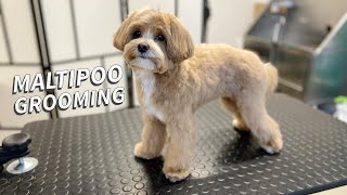 Maltipoo full Grooming [upl. by Retsehc]